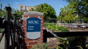 A sign indicates the entrance to the MUSC Urban Farm. 